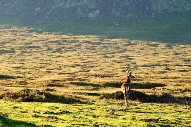 Photo view of a deer on field