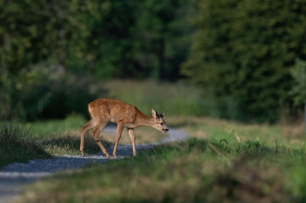 Photo view of deer on field