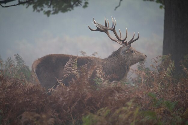 View of deer on field