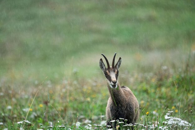 Photo view of deer on field