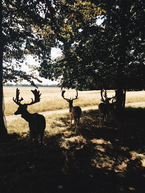 Foto veduta dei cervi sul campo