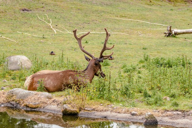 Foto veduta dei cervi sul campo