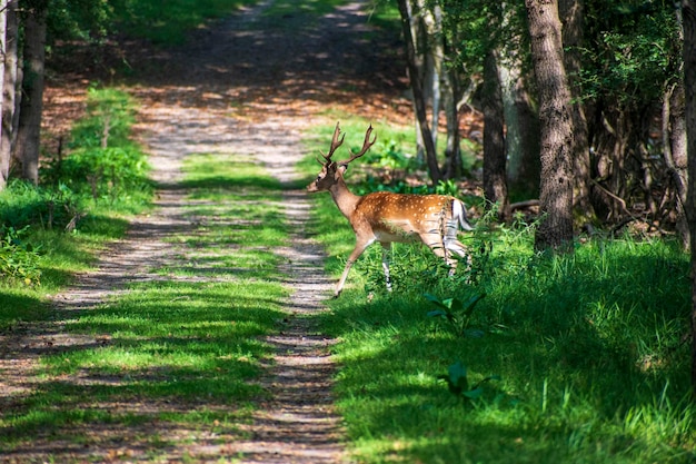 Foto veduta di cervi nella foresta