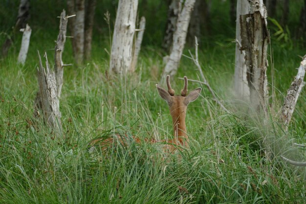 Foto veduta di cervi nella foresta