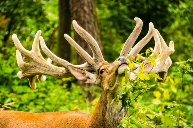 view of a deer in the forest