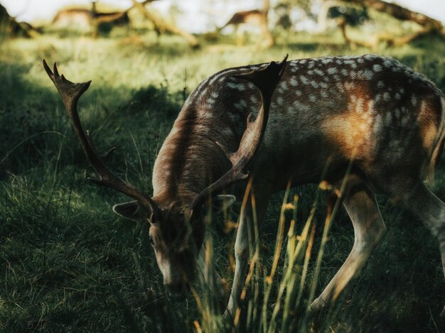 Photo view of deer grazing in field