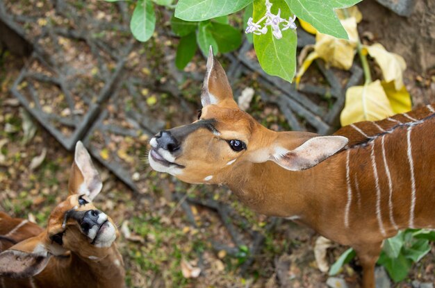 Photo view of deer on land