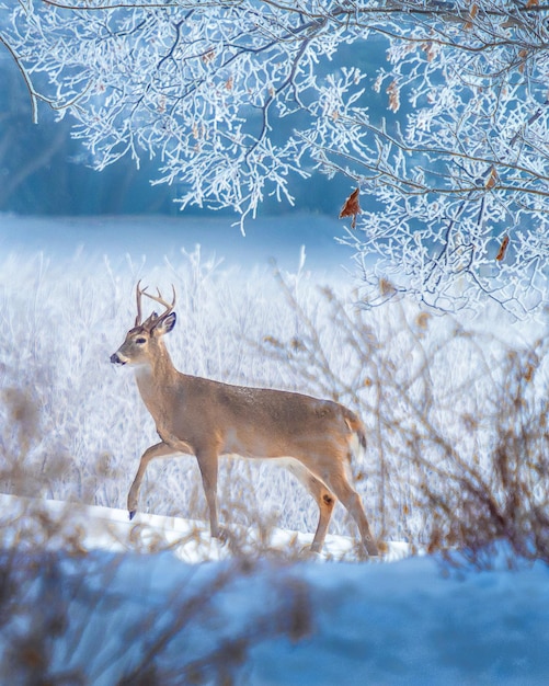 Foto veduta di cervi sul campo coperto di neve