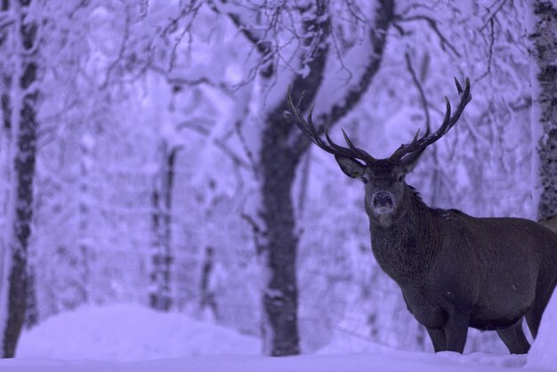 View of deer on snow covered land