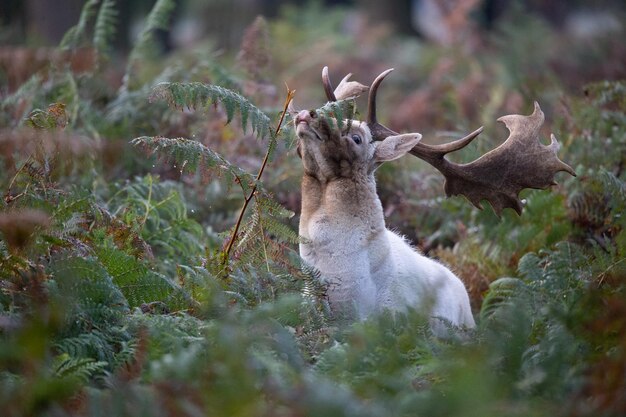 Photo view of deer standing on land