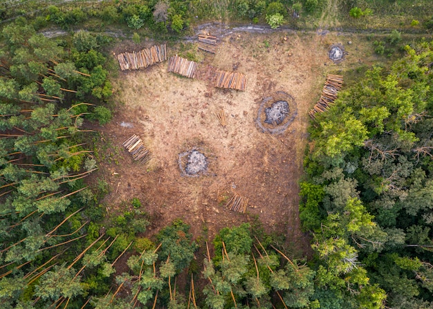 View of a deforested forest