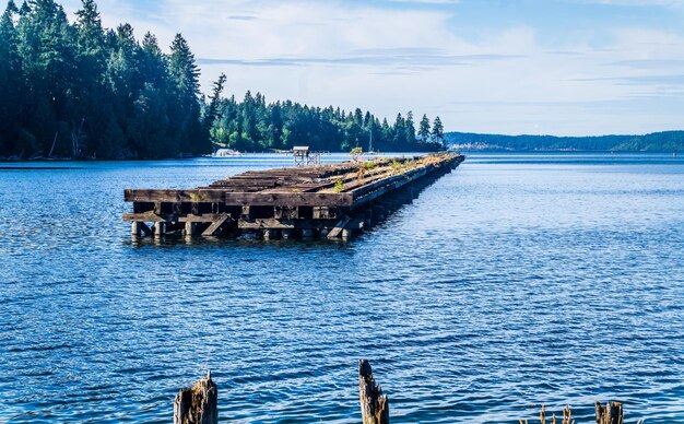 A view of a derelict pier in the woodard bay conservation area in olympia washington