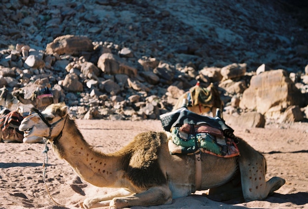 View of desert