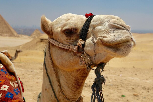 Foto la vista di un deserto