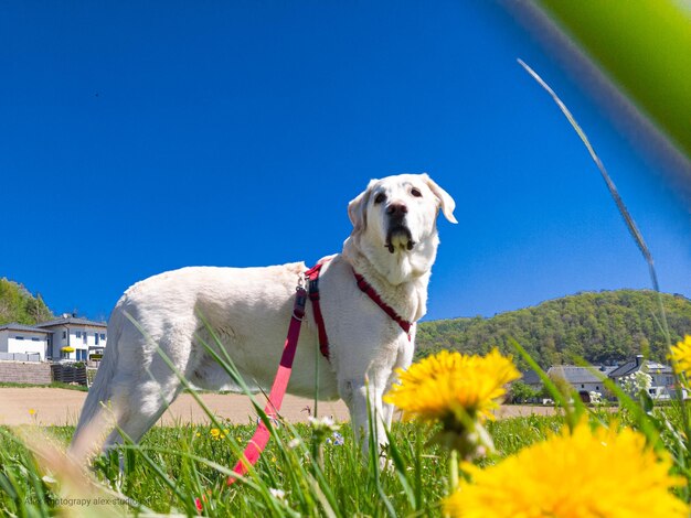 View of dog against blue sky