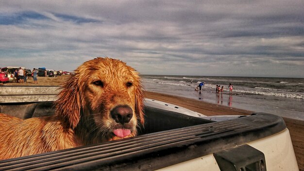 View of dog at beach against sky