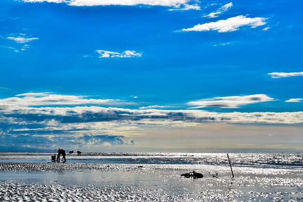 View of dog on beach against sky