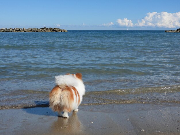 Foto vista di un cane sulla spiaggia