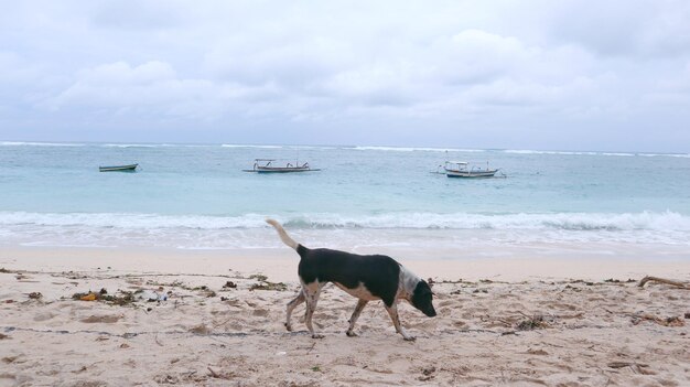 View of dog on beach