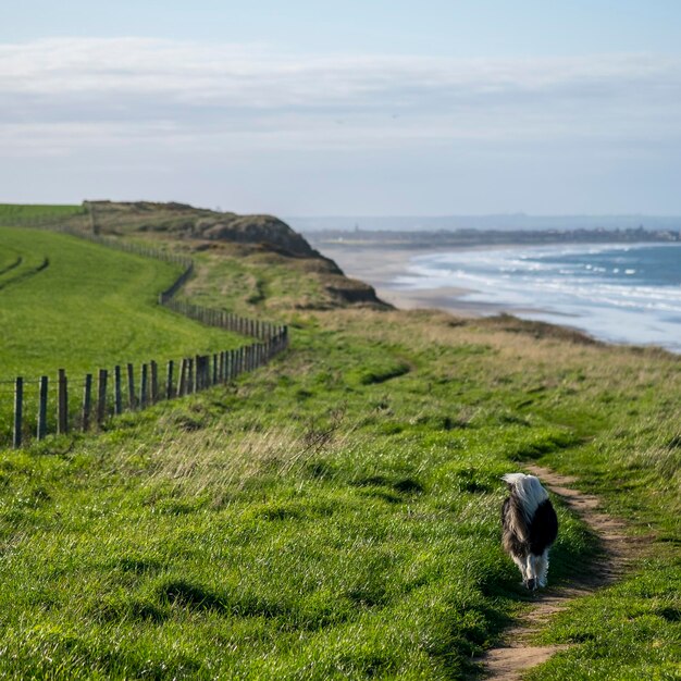 Photo view of a dog on beach