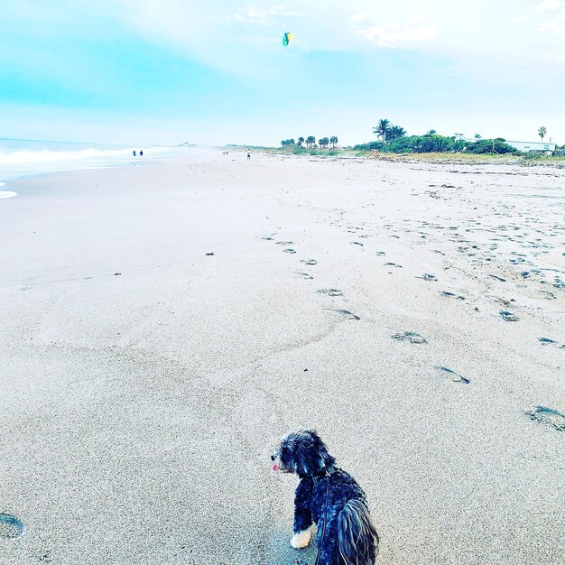 Photo view of dog on beach
