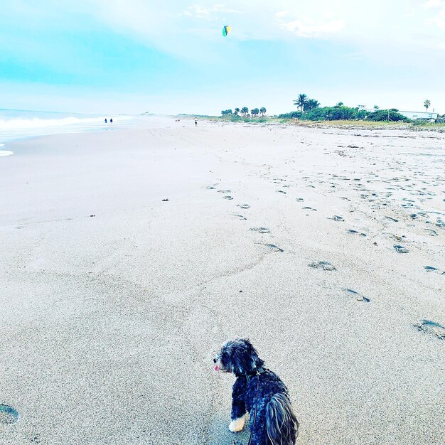 View of dog on beach