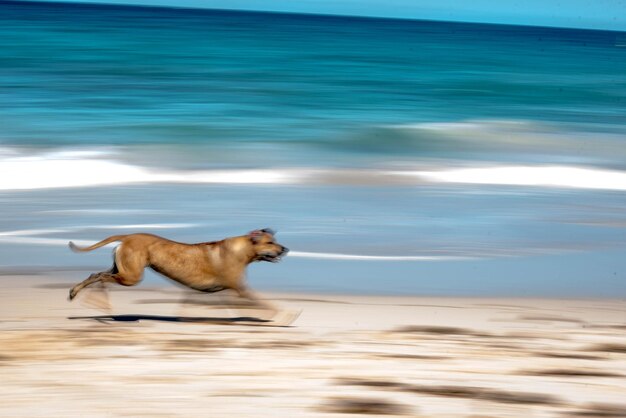 View of dog on beach