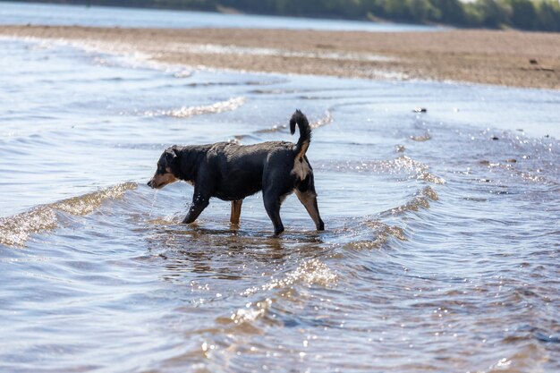 Photo view of dog on beach