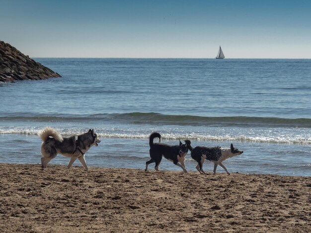 Foto vista di un cane sulla spiaggia