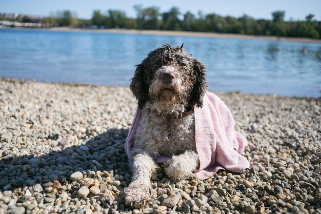 Foto vista di un cane sulla spiaggia