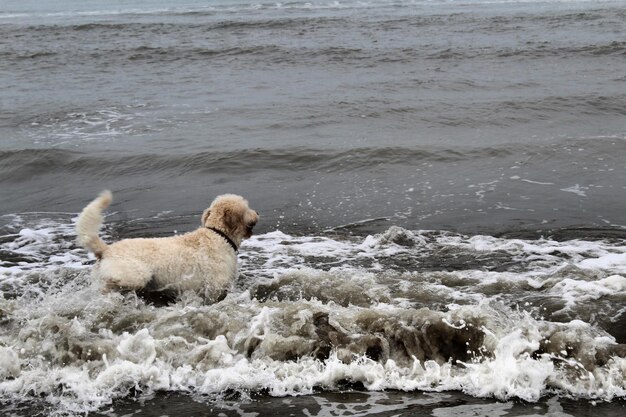 Foto vista di un cane sulla spiaggia