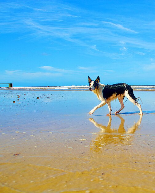 View of dog on beach