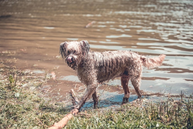 Photo view of dog on beach