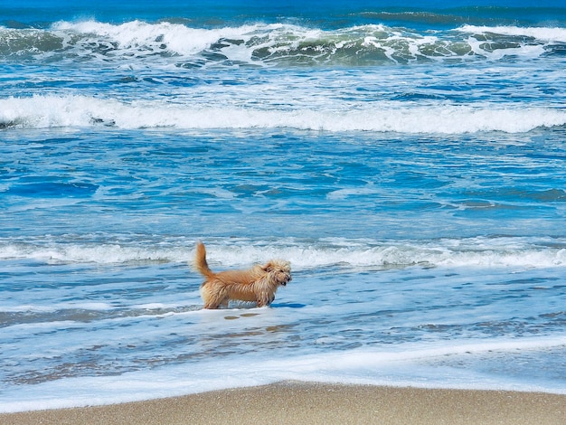 해변 에 있는 개 의 모습