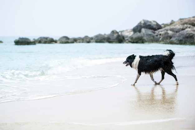 Photo view of dog on beach