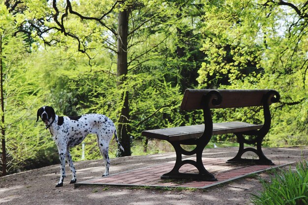 View of dog on bench in park