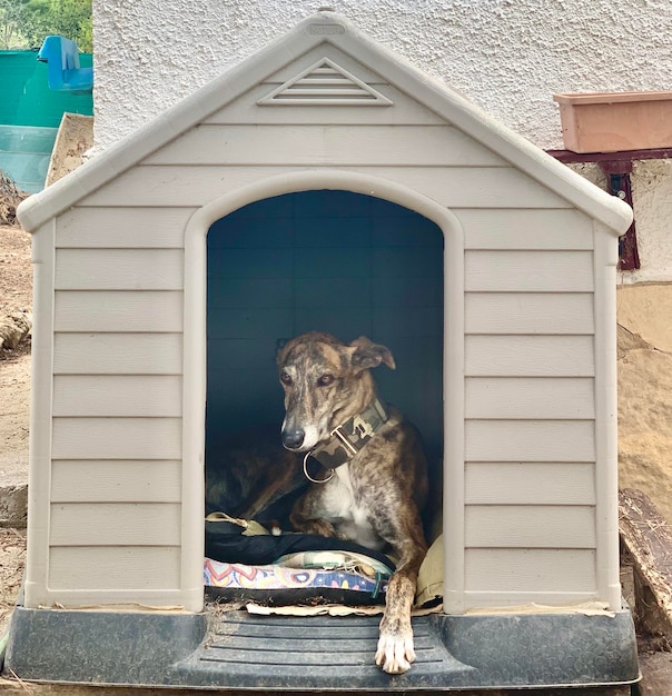 View of a dog in a building