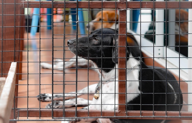 Foto vista del cane in gabbia