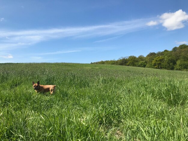 Photo view of dog on field against sky