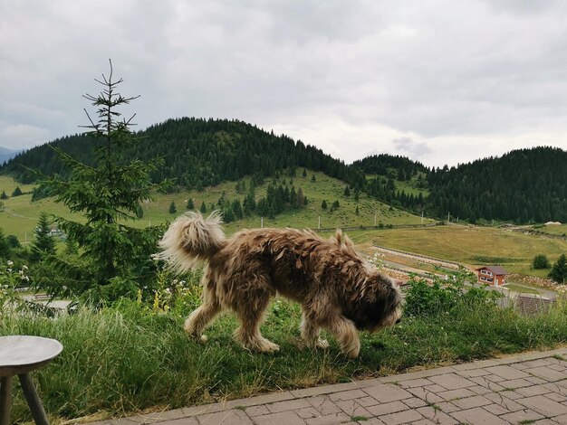 View of a dog on field against sky