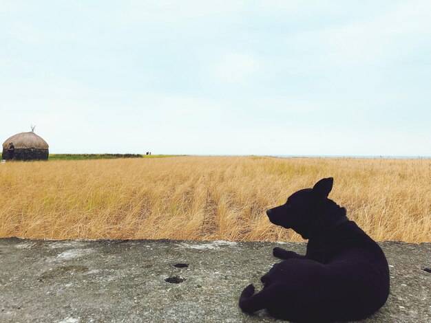 Foto vista di un cane sul campo contro il cielo