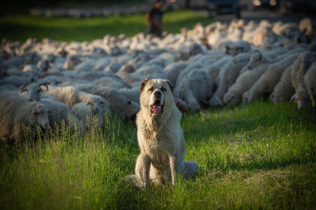 Foto vista del cane sul campo il cane guarda le pecore