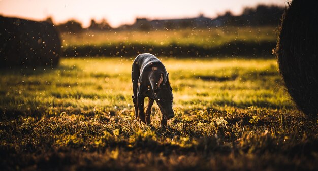 Photo view of dog on field during sunset