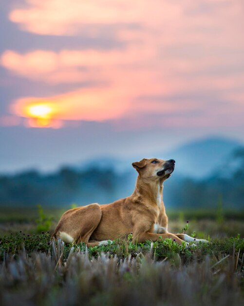 Photo view of a dog on field during sunset