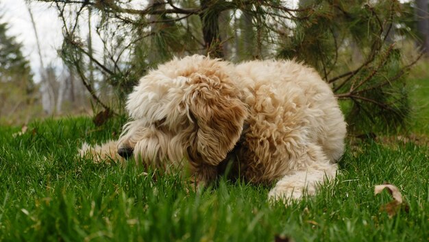 Photo view of a dog on field