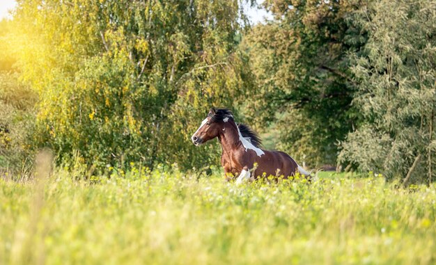 Foto vista di un cane sul campo