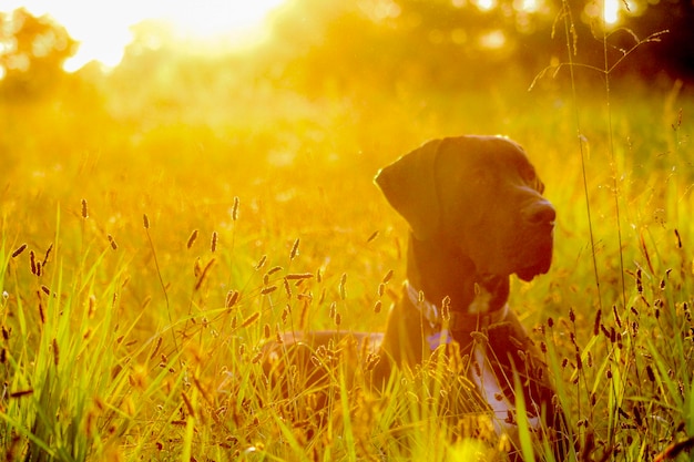 View of dog on field