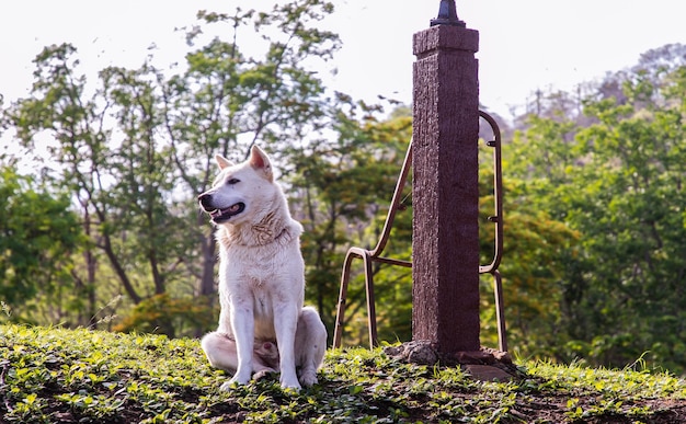 Photo view of a dog on field