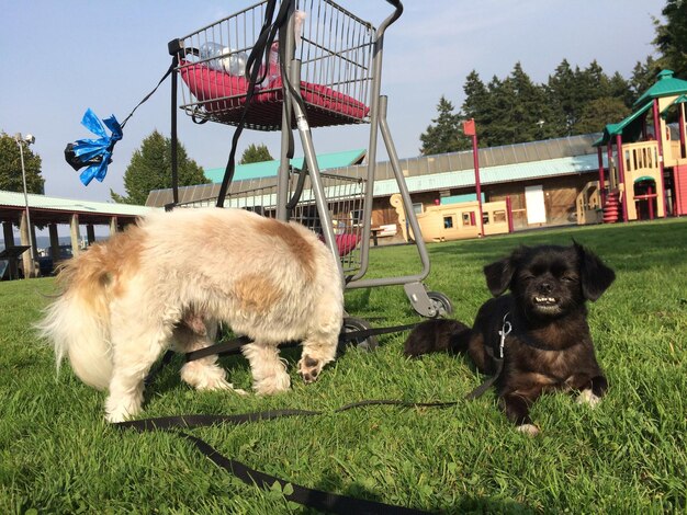 Photo view of a dog on field