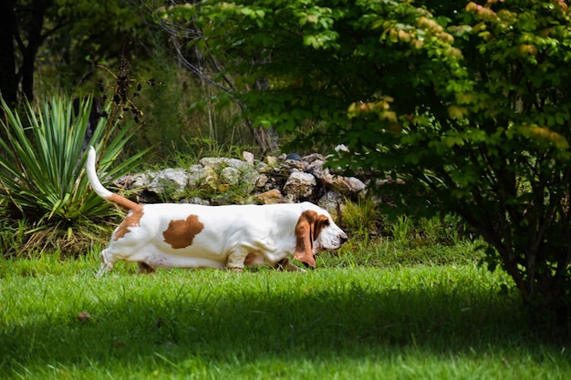 View of a dog on field